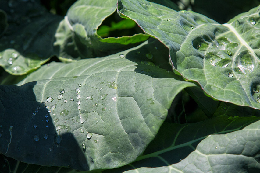 5 kohlrabi blaetter